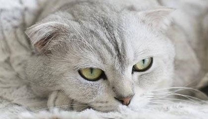 爱游戏体育（AYX）官方APP下载-欧洲预选赛中乌克兰取胜——比赛精彩纷呈，乌克兰2020欧洲杯预选赛成绩